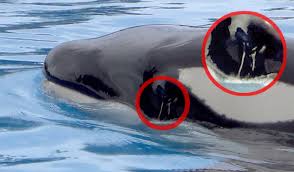 Resultado de imagen de imagenes de loro parque