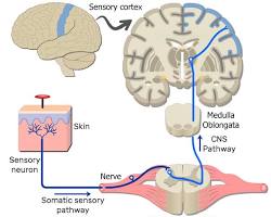 Image of diagram of brain somatosensory cortex skin sensation