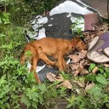 Today, I let my sweet pup out into the yard for a quick ...