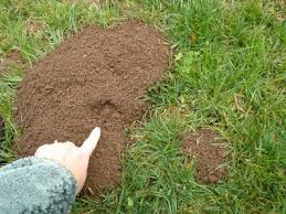 Image result for pocket gophers