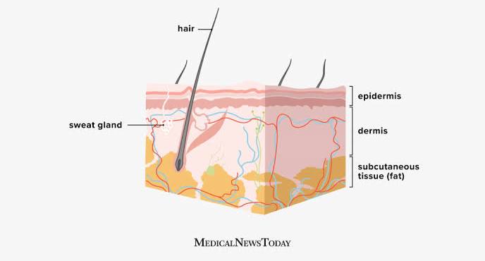 The subcutaneous layer: Anatomy, composition, and functions