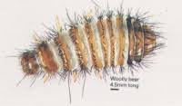 Image result for wooly bears