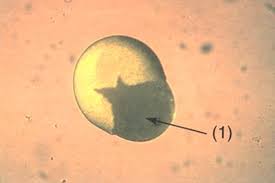 Image result for Artemia Franciscana