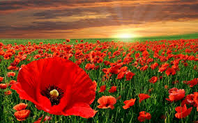 Resultado de imagem para flores