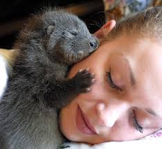 Image result for cute pictures of otter