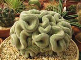 Resultado de imagen para cactus cristata