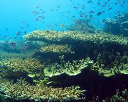 Coral reefs in Moalboal的圖片