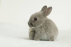 Image result for RABBIT