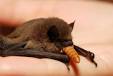 Les chauves-souris : Chauve-souris blesse