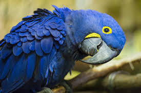 Image result for macaw parrot hd