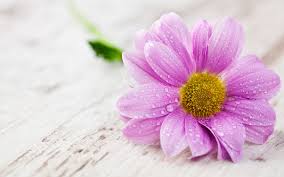 Image result for flower