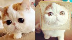 Bildergebnis für cat bread