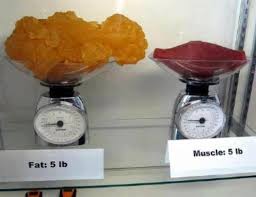 Différence de volume entre muscle et graisse pour un même poids.