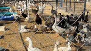 More than 820 birds rescued from property in Valley Center