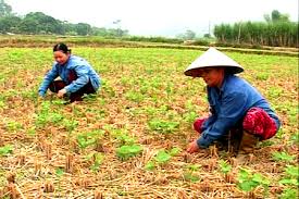 Kết quả hình ảnh cho vụ đông