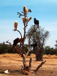 Image result for goat tree
