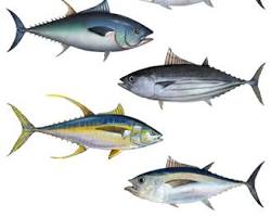 Image of Tuna