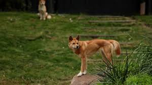 Dingoes attack children and adults at WA campsites: What's happening?