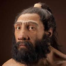 ... not support the idea of gene flow between Neanderthals and modern humans. Pale skin may have been advantageous to Neanderthals living in Europe because ... - neanderthalensis_JG_Recon_Head_CC_3qtr_lt_sq_1