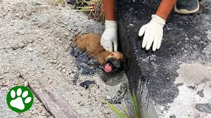 Puppy stuck in tar smiles when rescuers arrive - YouTube