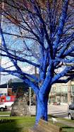Résultat de recherche d'images pour "blue trees"