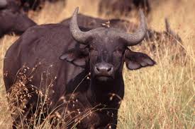 Image result for cape buffalo
