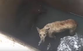 Dog and Pig Saved After Being Stuck in a 15-Foot Well (VIDEO ...