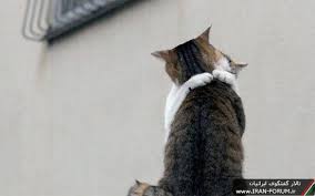 Image result for ‫عشق‬&lrm;