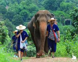 Image of tourists interacting with elephants at an ethical sanctuary