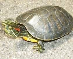 ミドリガメの画像