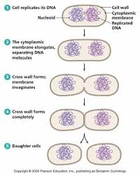Image result for organisms and their environment