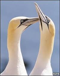 Image result for gannets at grassholm island