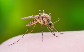 Elderly Women in Petah Tikva Succumb to Suspected West Nile Virus - 1