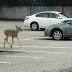 Sad ending for deer found roaming in Jersey City