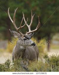 Image result for buck antlers