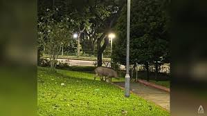 wild boar attack singapore — trending on Google in Singapore