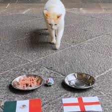 Coco, el Gato de Palacio Nacional, “Predice” al Ganador del México vs Inglaterra