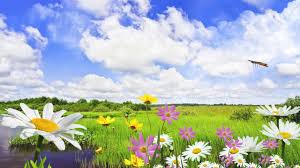 Image result for animated butterflies wallpaper