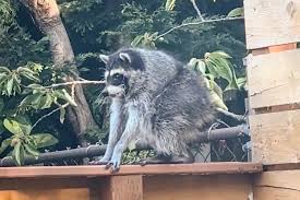 Opinion | Jimothy, Seattle’s viral raccoon, belongs to a great American tradition — The Washington Post