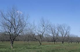 Résultat de recherche d'images pour "tree trunk repair grafts"