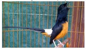 Hasil gambar untuk murai batu