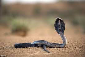 Image result for black cobra with sweet girl