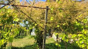 Il Cittadino di Lodi - News update