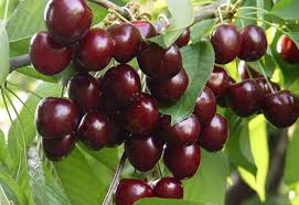 kiraz gübreleme ile ilgili görsel sonucu