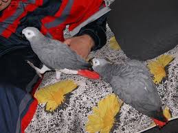 Image result for african grey parrot for sale