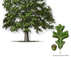 Image of Post Oak tree in South Texas