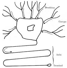 Resultado de imagen para especializacion