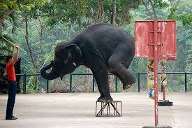 Elephant-friendly tourist guide | World Animal Protection UK