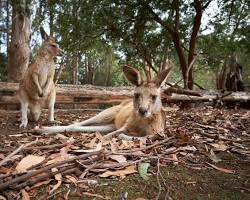 Image of Unzoo, Australia