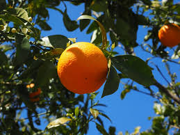 Image result for orange tree image